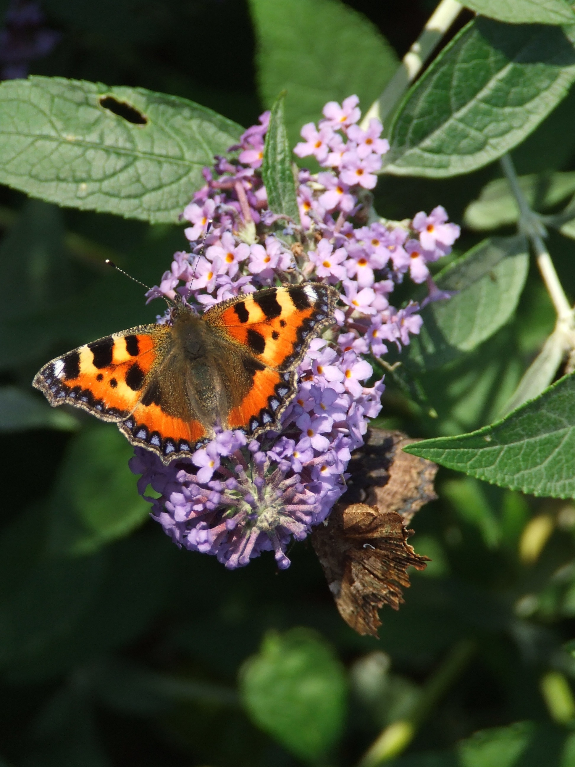 ANOTHER SMALL TORTOISESHELL Bill Bagley Photography